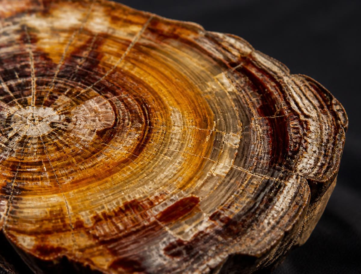 Petrified Wood — the jewel of Day 29, the Law of the Procurement